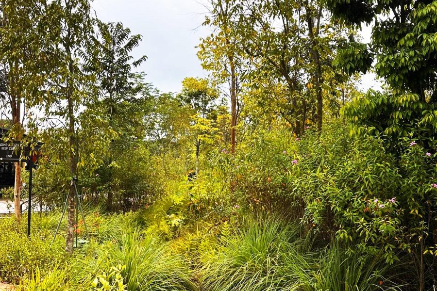ENIA_Dry Creek