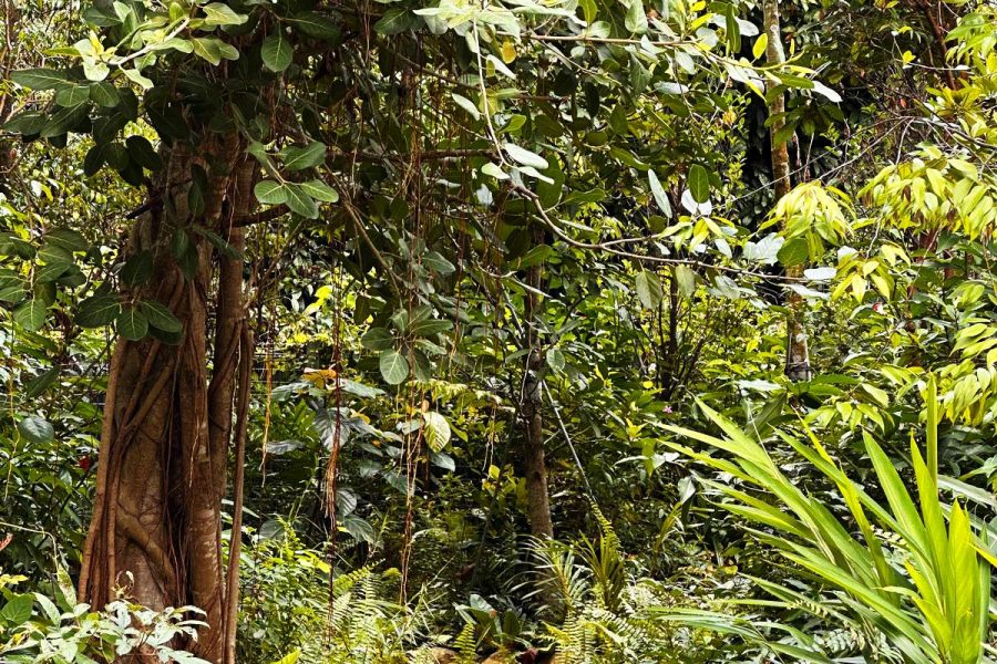 ENIA_Forest Path
